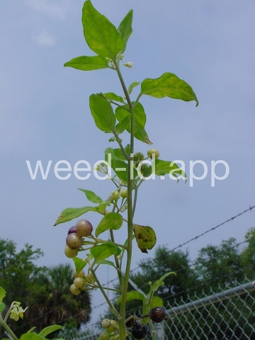 nightshade, American black